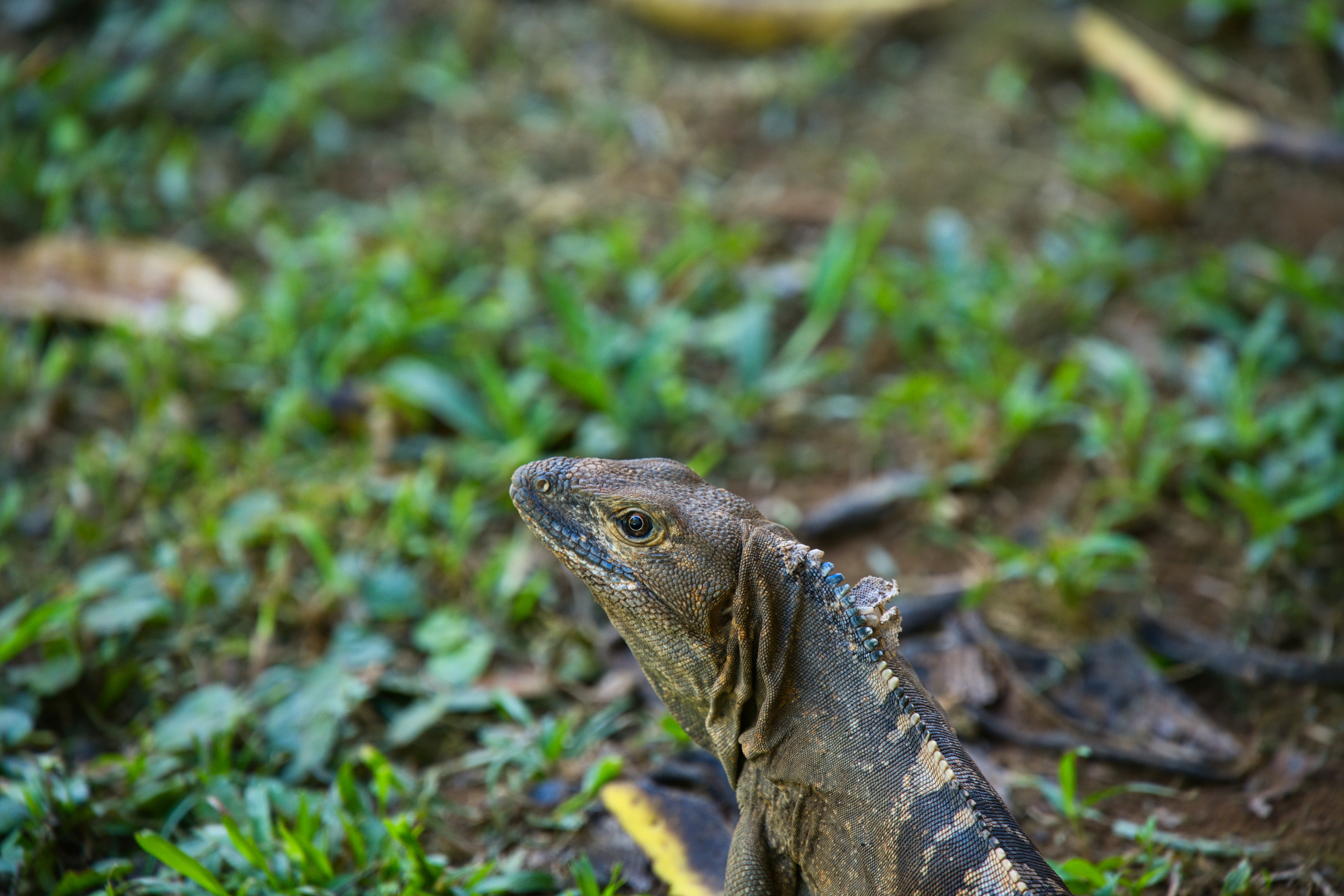 a large lizard sitting on top of a lush green field
