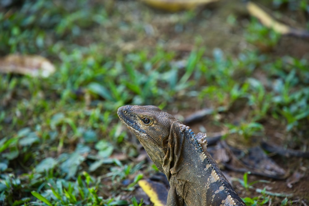 a large lizard sitting on top of a lush green field
