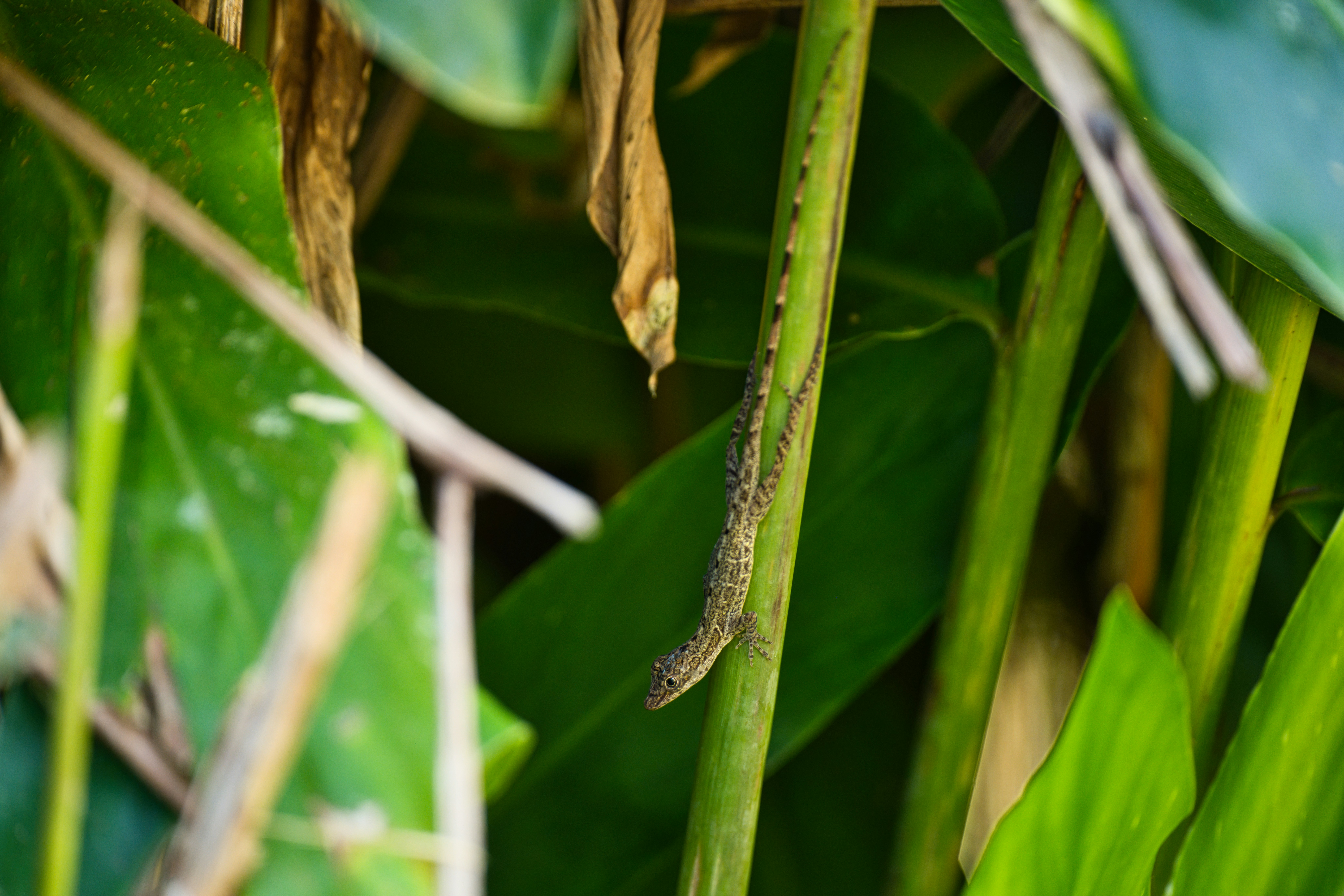 a lizard sitting on top of a green plant