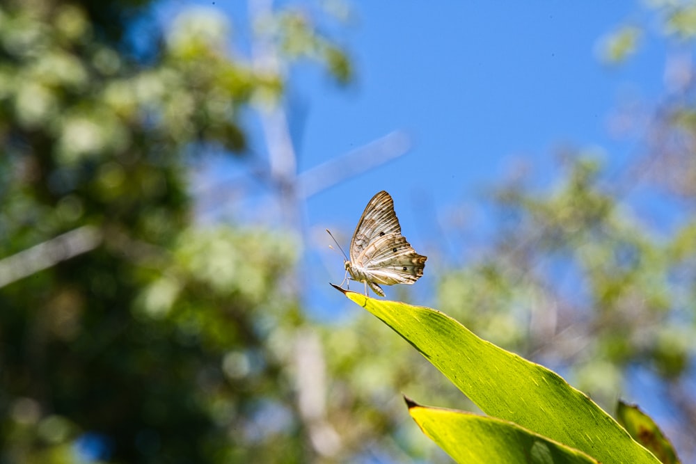 a butterfly sitting on top of a green leaf