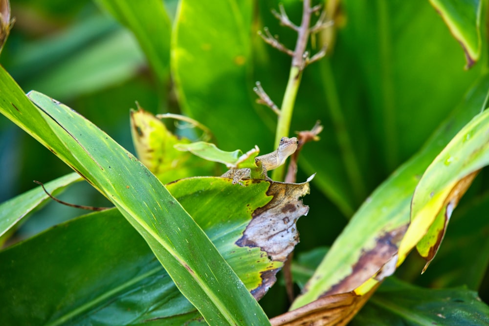 a close up of a bug on a leafy plant