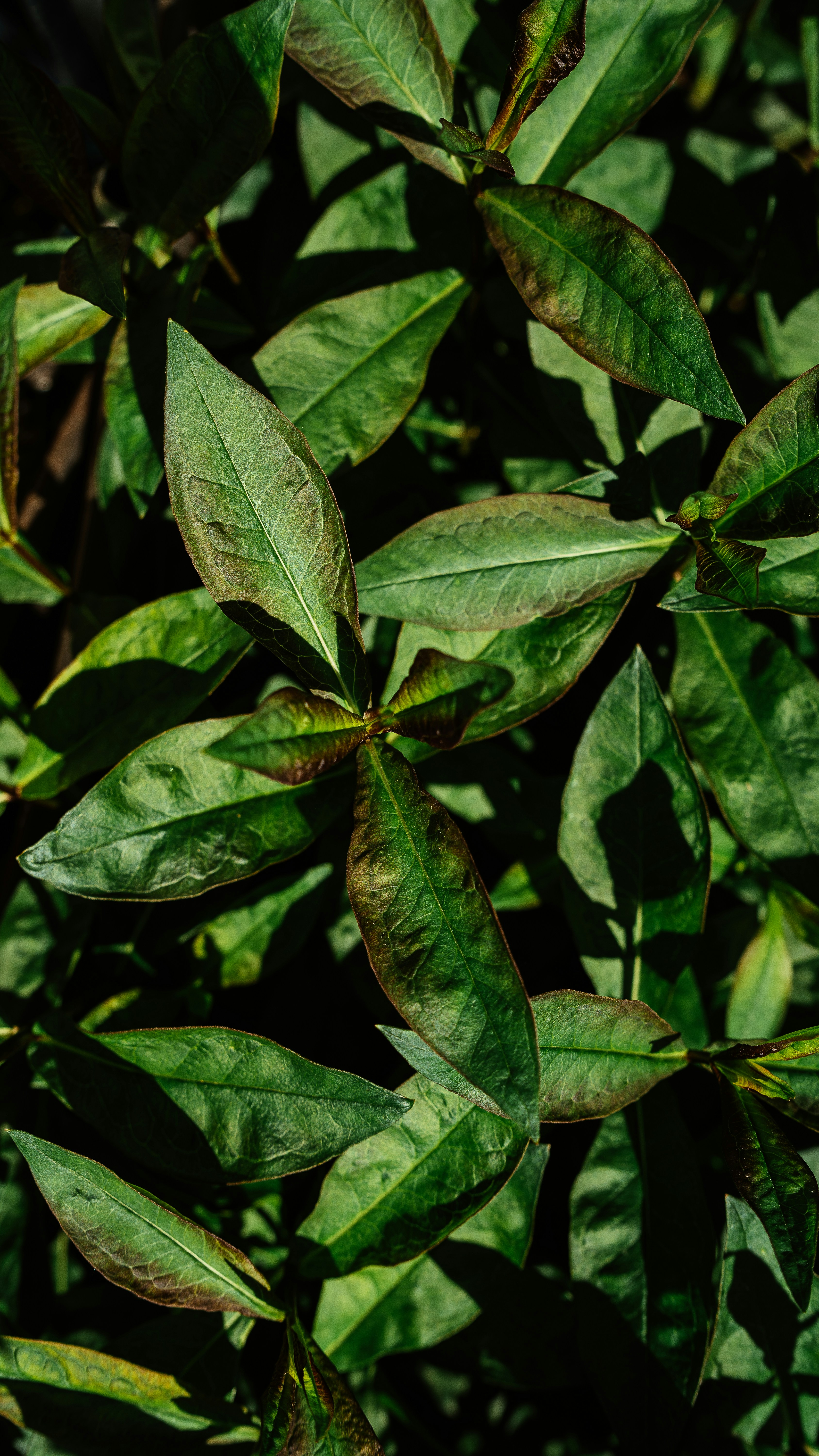 Photo by khodzinskyi