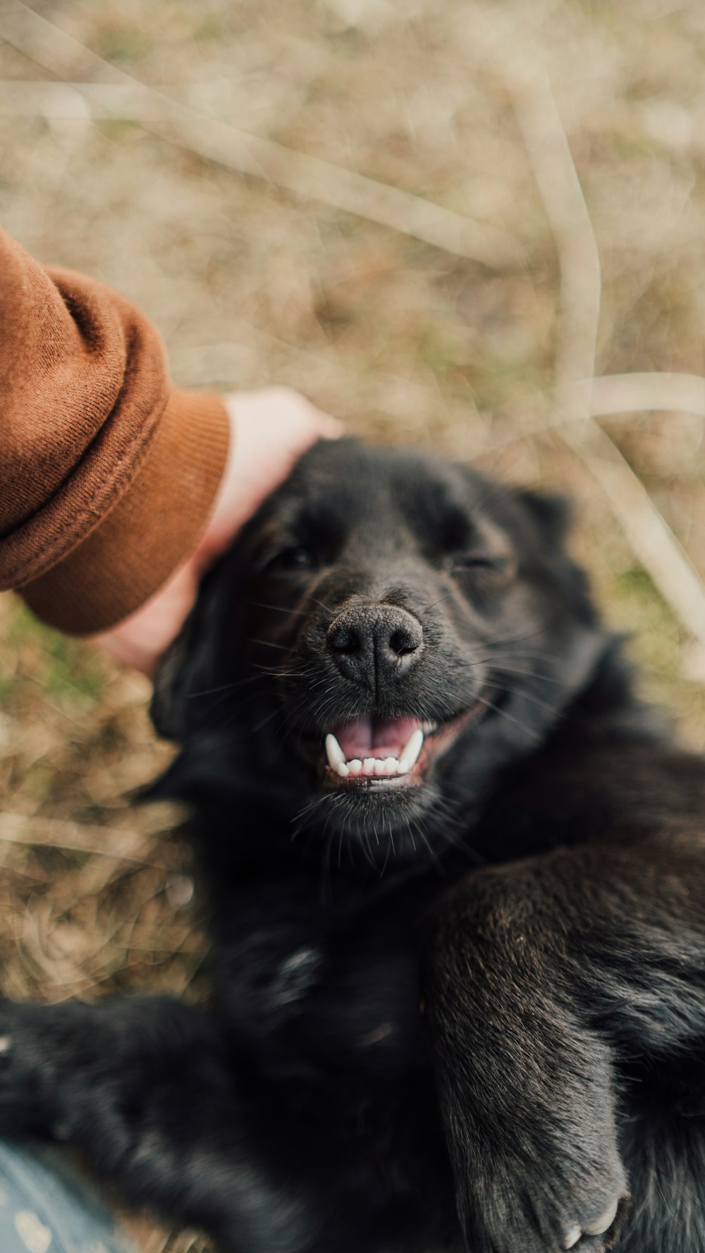 a black dog laying on top of a person's hand