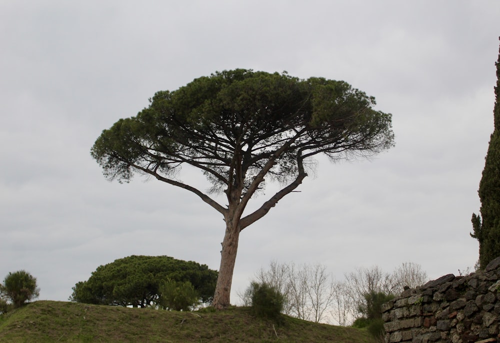a tree on a hill with a sky background