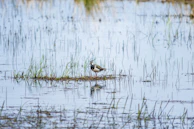 Birdwatcher quietly observing vibrant wetland birds amidst lush reeds and water.