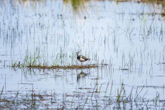Birdwatcher quietly observing vibrant wetland birds amidst lush reeds and water.