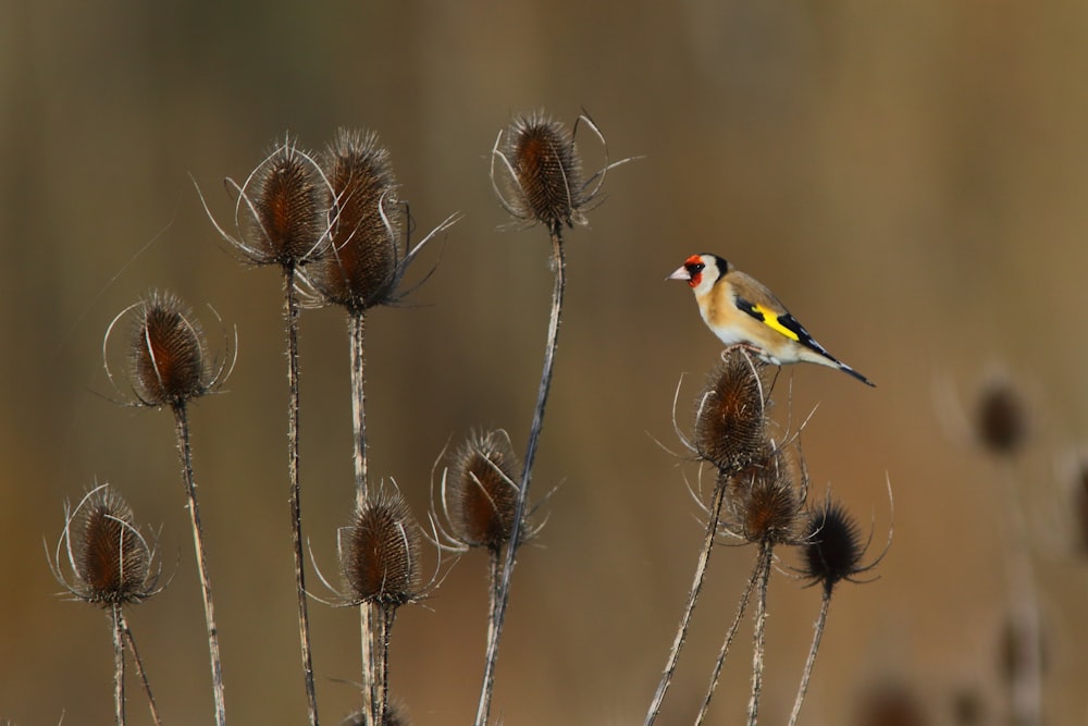 a small bird perched on top of a dry plant