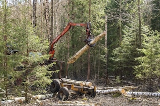 A forest harvester machine is in the process of logging, lifting a large tree trunk vertically. The surrounding area is dense with coniferous trees, and the forest floor is covered with cut logs and branches.