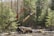 A forest harvester machine is in the process of logging, lifting a large tree trunk vertically. The surrounding area is dense with coniferous trees, and the forest floor is covered with cut logs and branches.