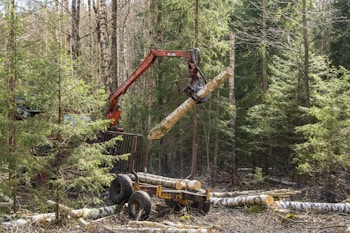 A forest harvester machine is in the process of logging, lifting a large tree trunk vertically. The surrounding area is dense with coniferous trees, and the forest floor is covered with cut logs and branches.