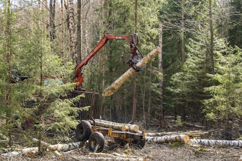 A forest harvester machine is in the process of logging, lifting a large tree trunk vertically. The surrounding area is dense with coniferous trees, and the forest floor is covered with cut logs and branches.