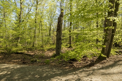 A lush green forest scene with tall trees and fresh spring foliage. Sunlight filters through the leaves, casting dappled shadows on the forest floor. A narrow path runs through the woods, framed by vibrant greenery and occasional patches of wildflowers.