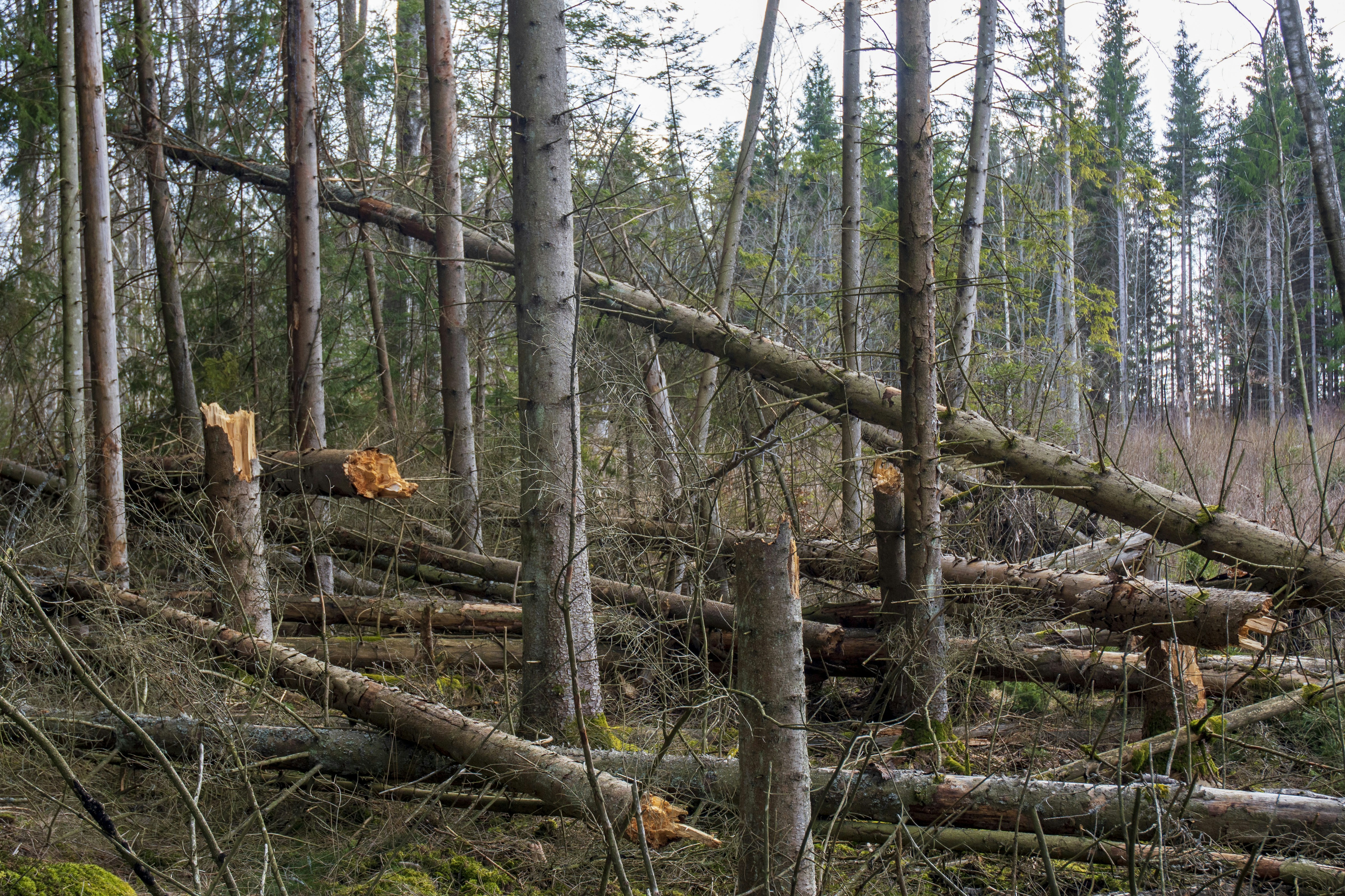 LibreNMS Monitoring and logging