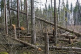 a group of trees that are in the woods