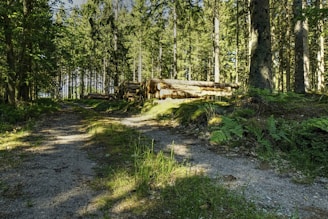 A dense forest with tall trees and a narrow dirt path leading into the distance. Sunlight filters through the leaves, casting dappled shadows on the ground. Piles of logged wood are visible to the side, suggesting recent forestry activity. Rich, green foliage, including ferns, covers the ground.