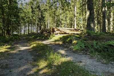 A dense forest with tall trees and a narrow dirt path leading into the distance. Sunlight filters through the leaves, casting dappled shadows on the ground. Piles of logged wood are visible to the side, suggesting recent forestry activity. Rich, green foliage, including ferns, covers the ground.