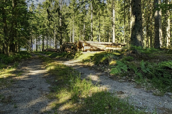 A dense forest with tall trees and a narrow dirt path leading into the distance. Sunlight filters through the leaves, casting dappled shadows on the ground. Piles of logged wood are visible to the side, suggesting recent forestry activity. Rich, green foliage, including ferns, covers the ground.