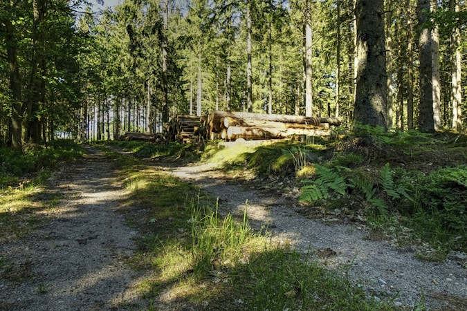 A dense forest with tall trees and a narrow dirt path leading into the distance. Sunlight filters through the leaves, casting dappled shadows on the ground. Piles of logged wood are visible to the side, suggesting recent forestry activity. Rich, green foliage, including ferns, covers the ground.