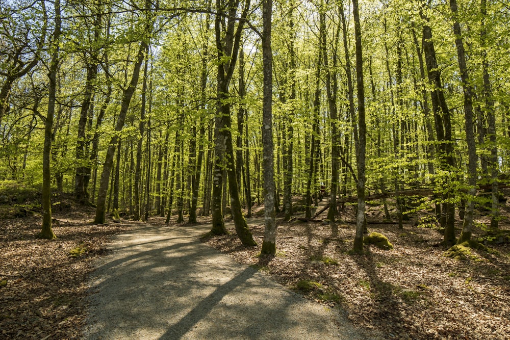 a path in the middle of a forest with lots of trees