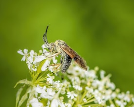 A bee covered in pollen is perched atop delicate white flowers, set against a vibrant green background. The macro shot captures intricate details such as the bee's fur and wing textures.