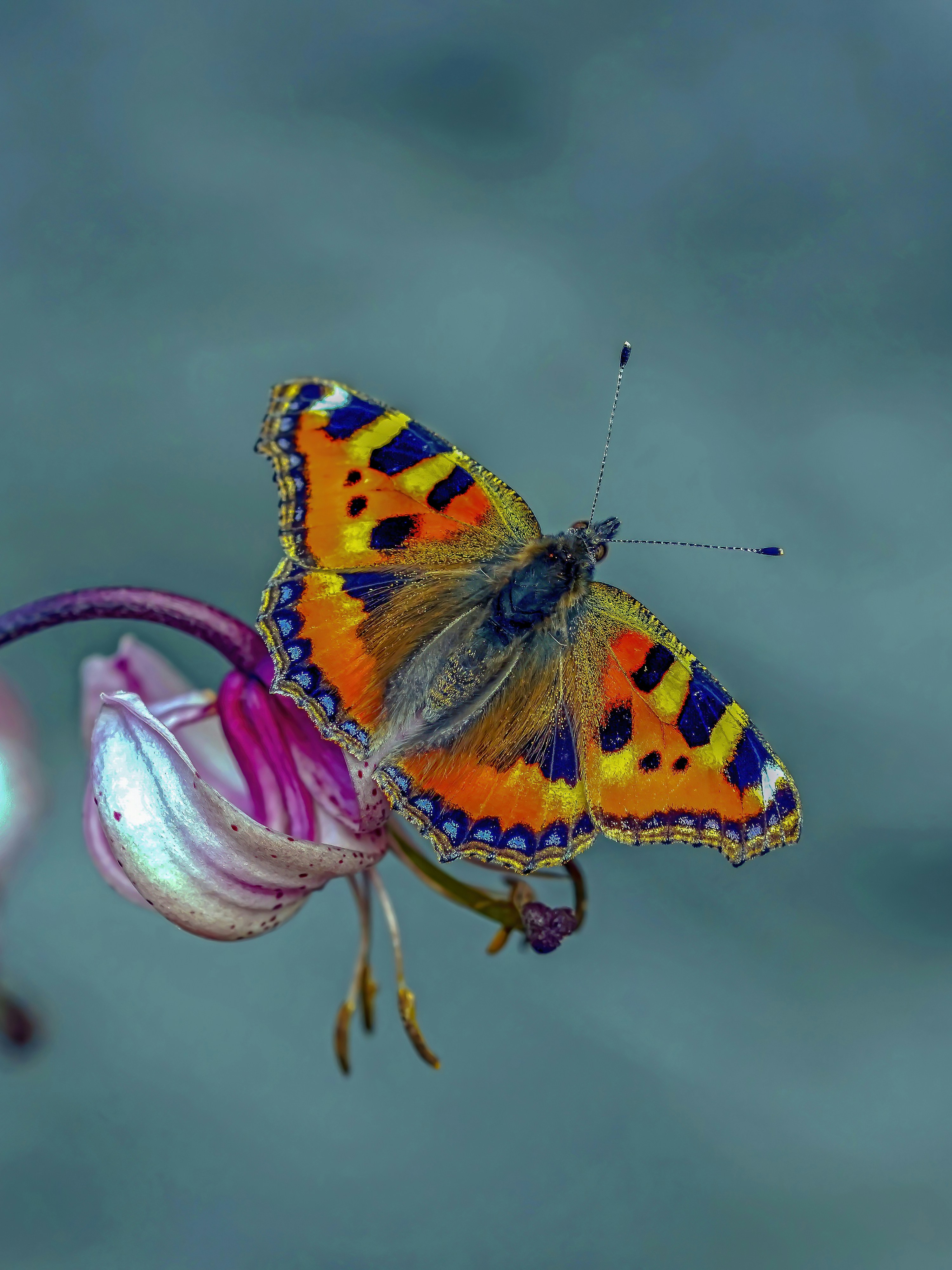 watercolor butterfly wallpaper, wallpaper, Easy Butterfly Crafts for Adults: Creative Ideas 6