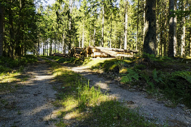 Access road clearing in Douglas County