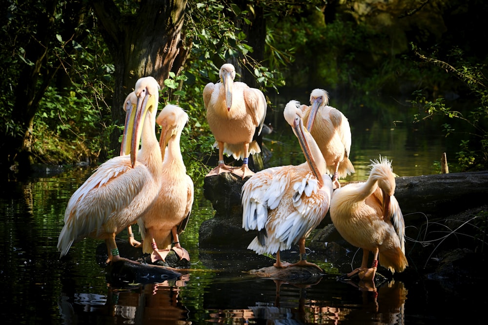 a group of pelicans are standing in the water