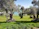 Several mature olive trees with thick trunks stand amid lush green grass, overlooking a serene body of water. The background features distant hills with a clear blue sky above, highlighting the natural landscape.