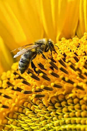 Abeja recolectando polen