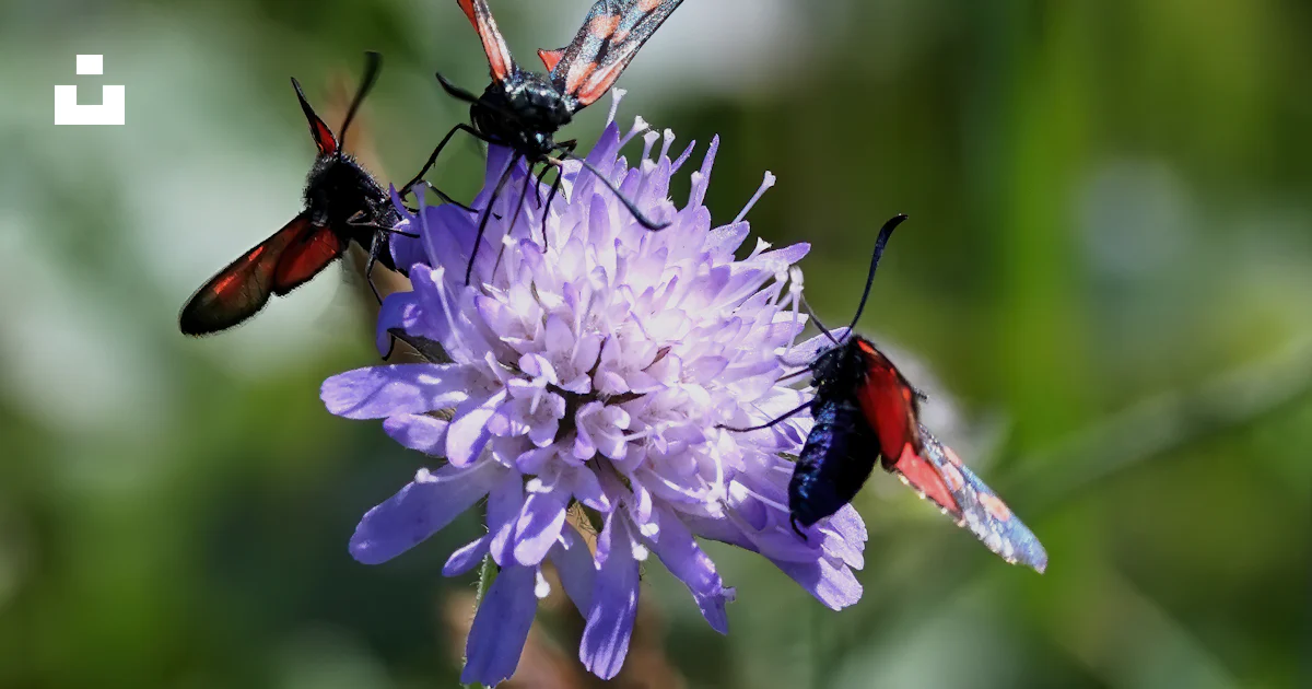 Insects In Group A group of bugs sitting on top of a purple flower photo – Free Animal ...