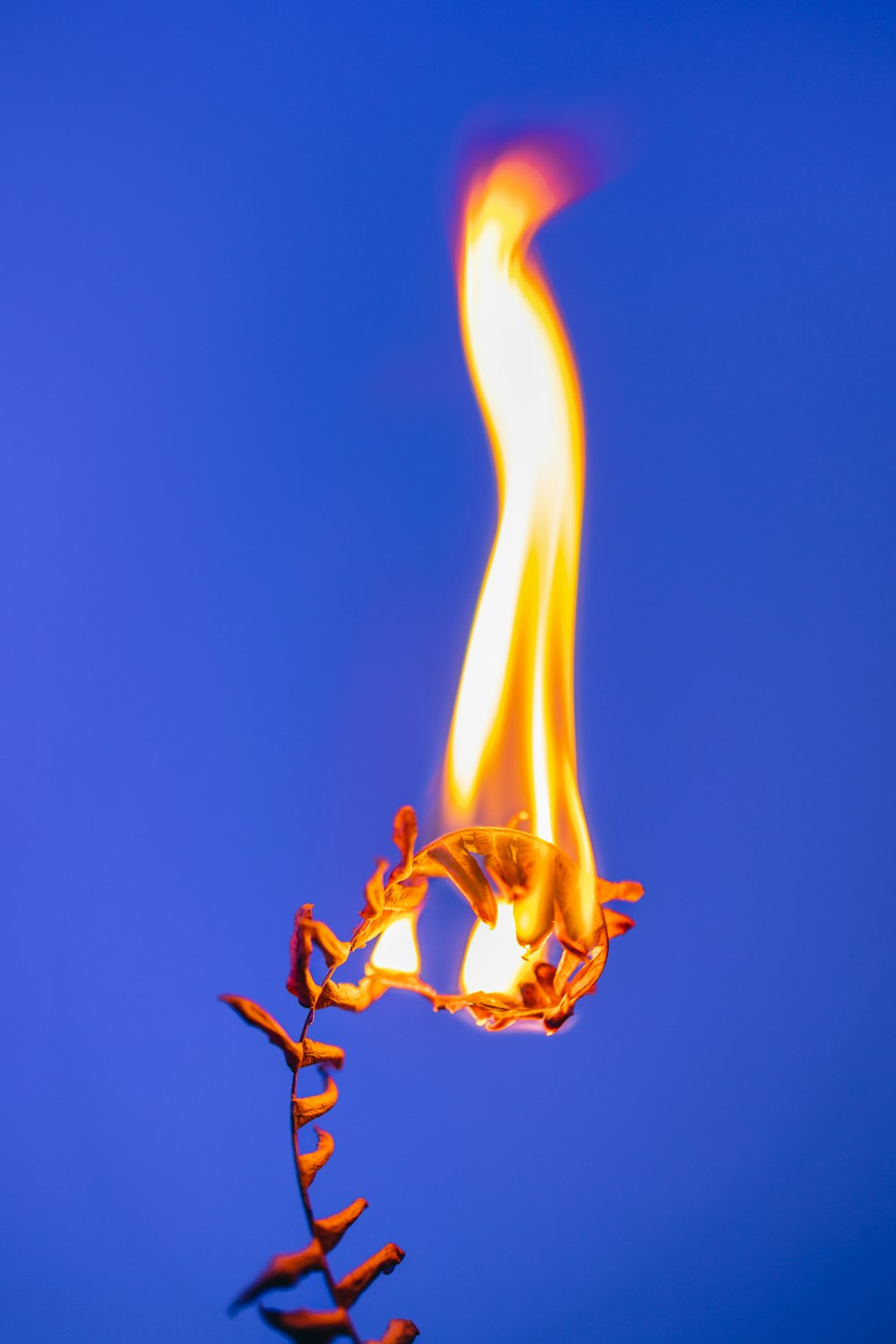 a lit candle with a blue sky in the background