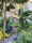 Guests exploring a shaded pathway lined with banana plants and colorful flowers.