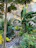 Guests exploring a shaded pathway lined with banana plants and colorful flowers.