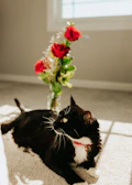 A playful cat with a bright floral collar lounging in a sunlit room with colorful decorations.