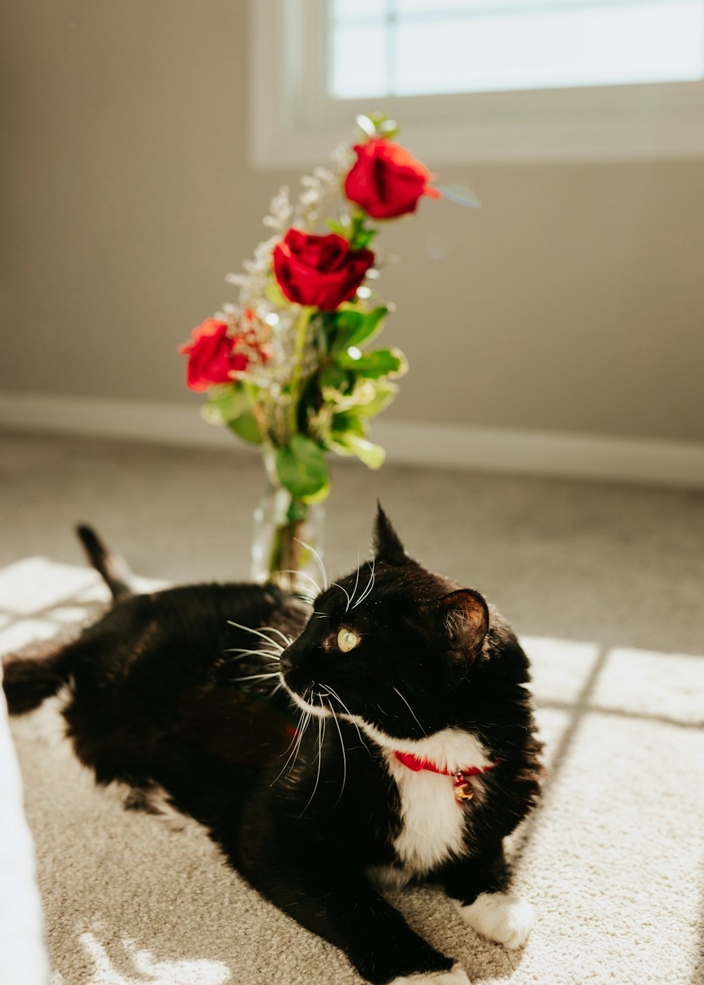 a black and white cat laying on the floor next to a vase with red roses