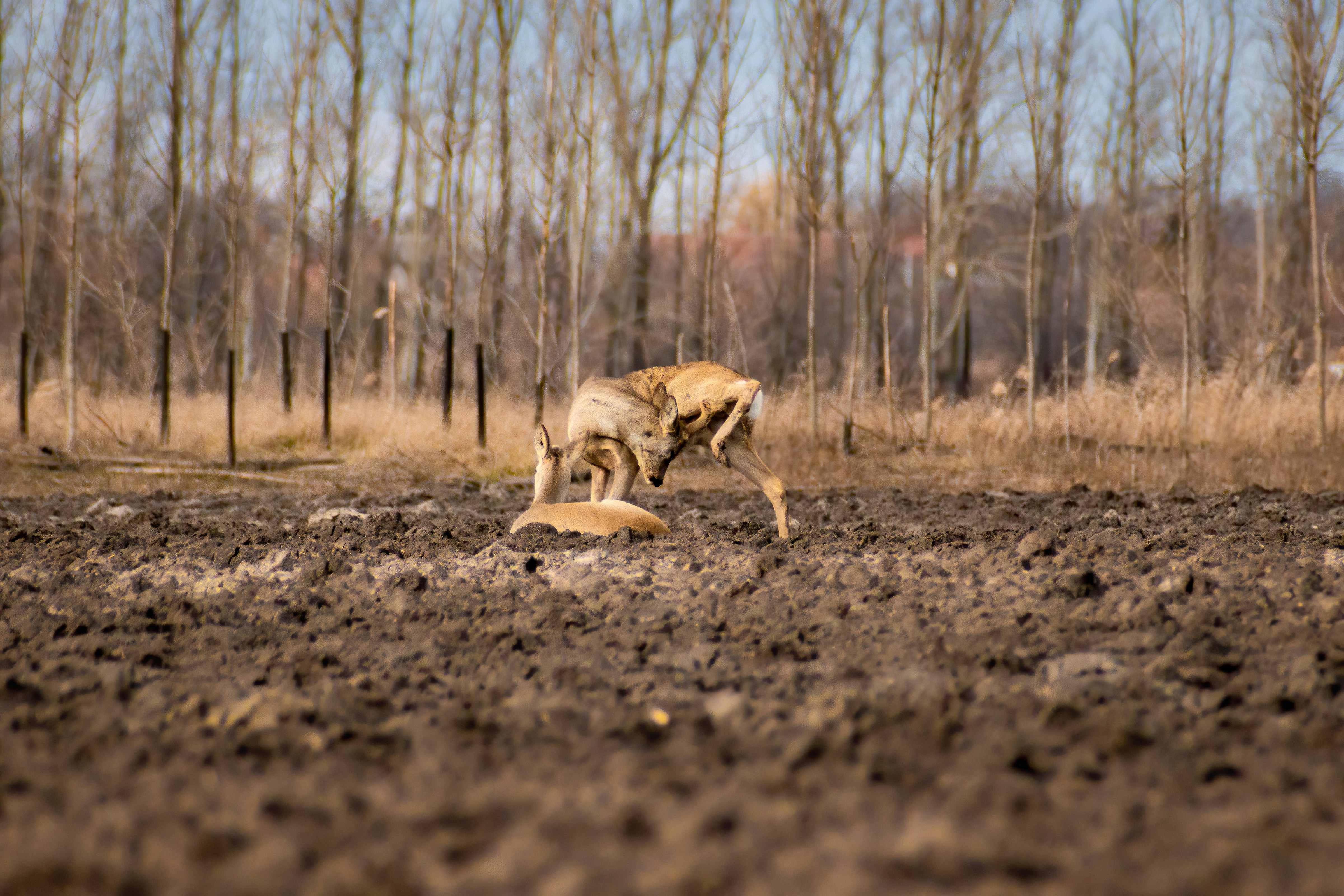 Un cane che scava una buca in un campo