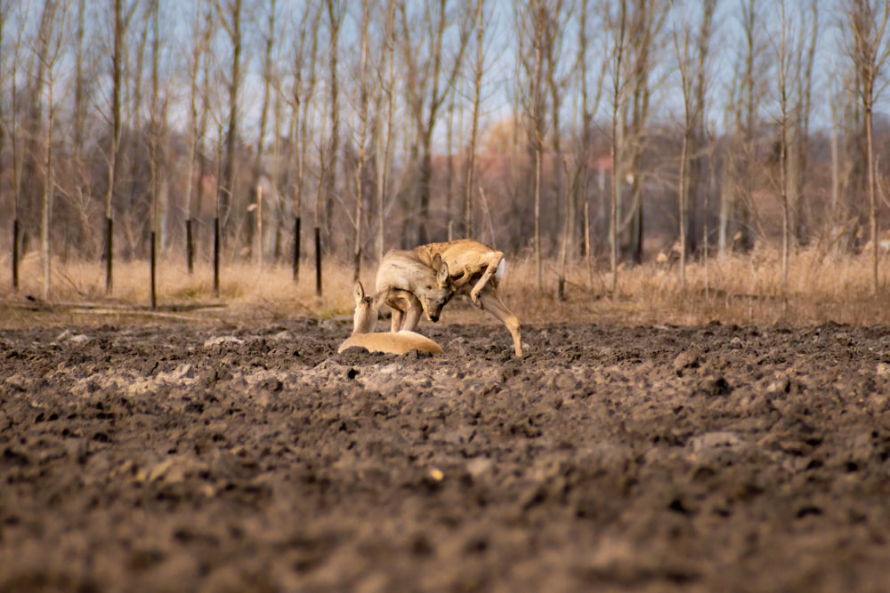 a dog digging a hole in a field
