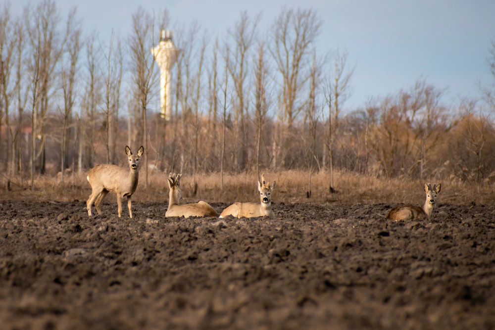 a herd of deer standing on top of a dirt field