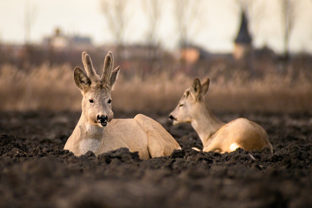 a couple of deer laying on top of a dirt field