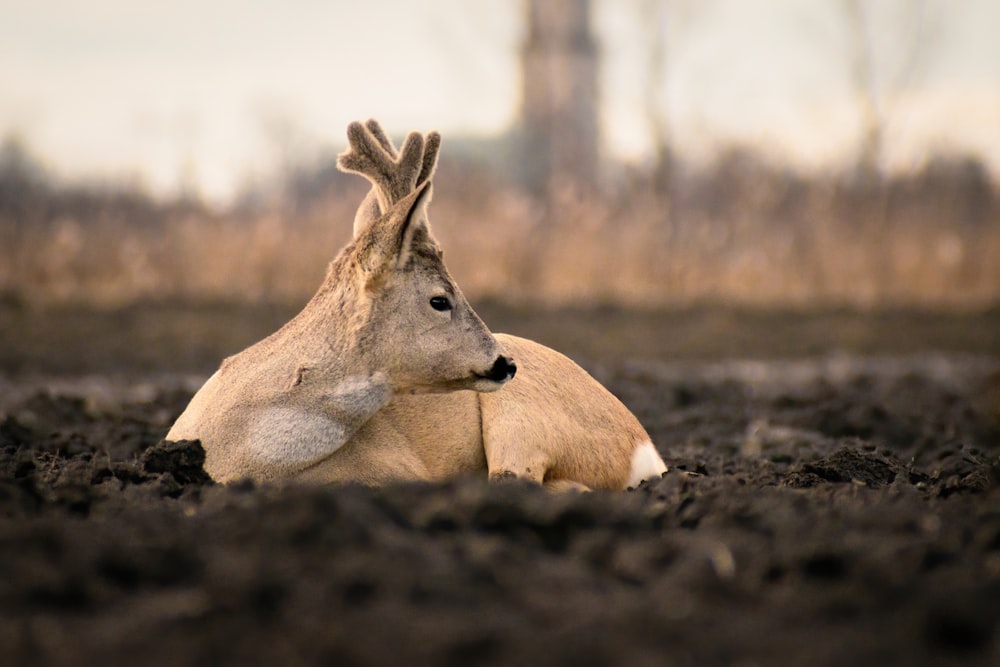 a deer laying down in the middle of a field