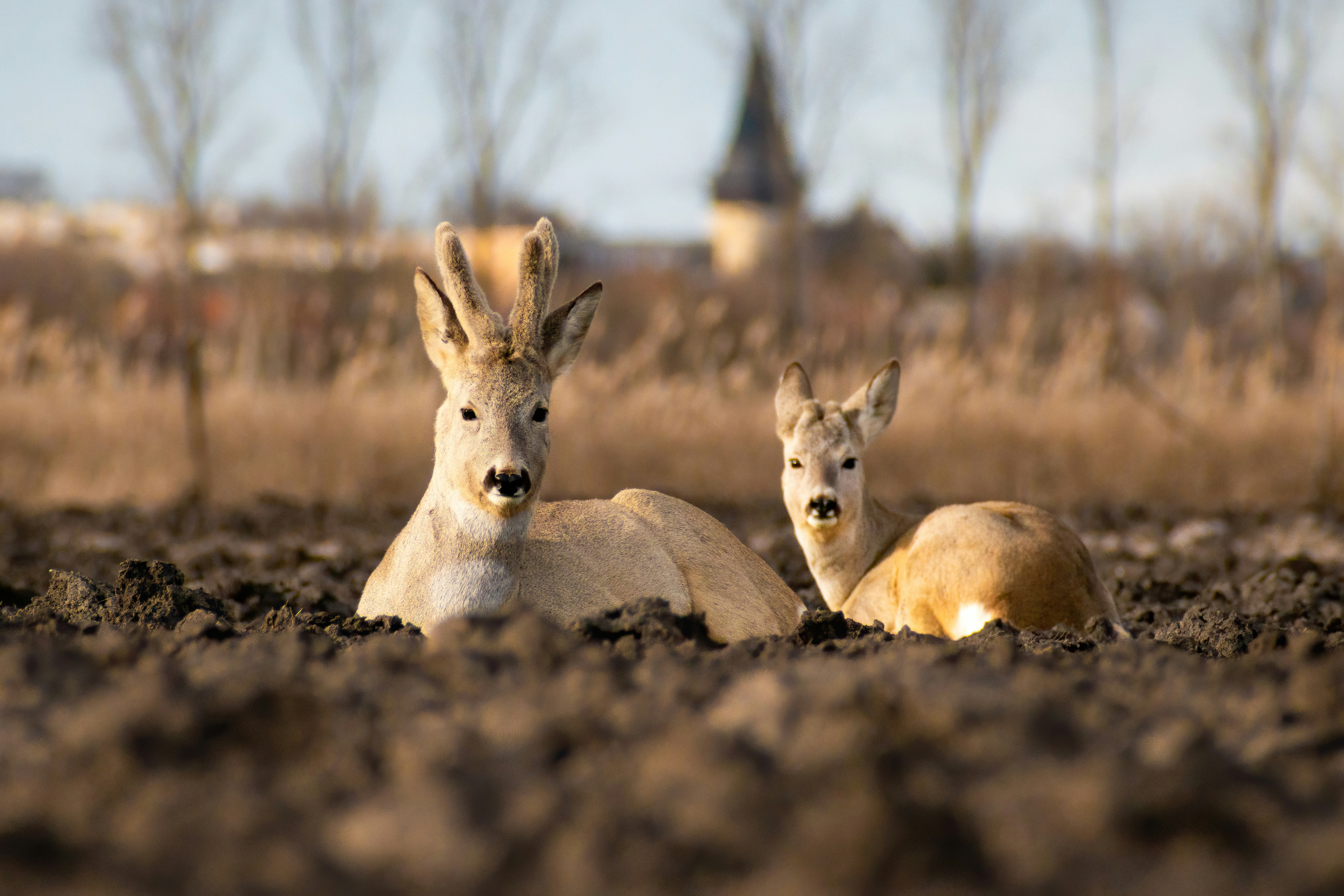 Un paio di animali che sono nella sporcizia