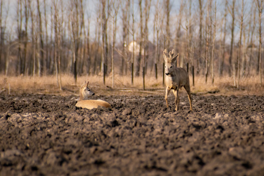 a couple of deer standing on top of a dirt field