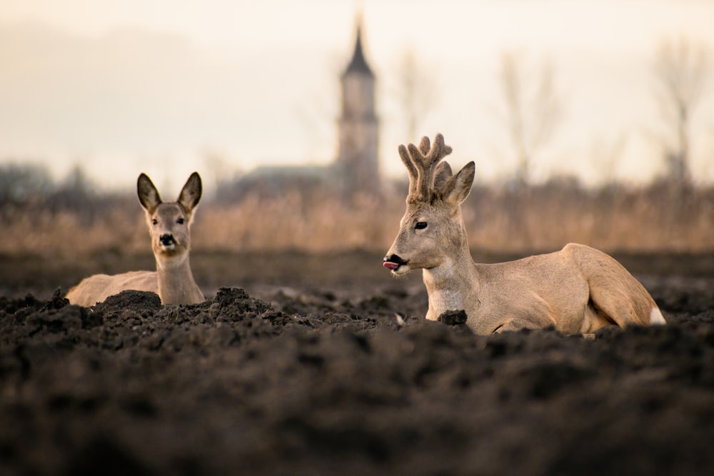 a couple of deer standing on top of a dirt field