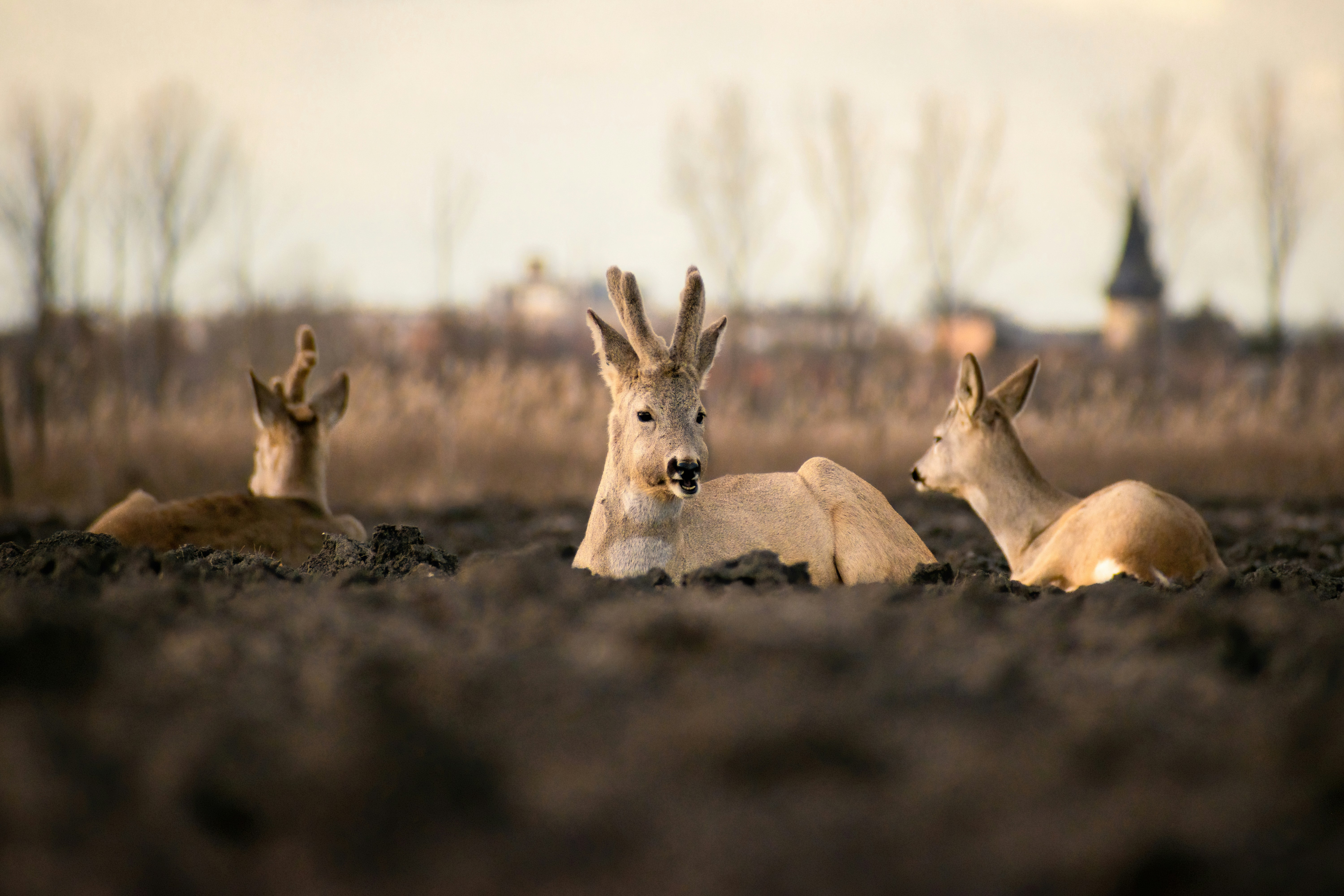 un gruppo di cervi che si sdraiano in un campo