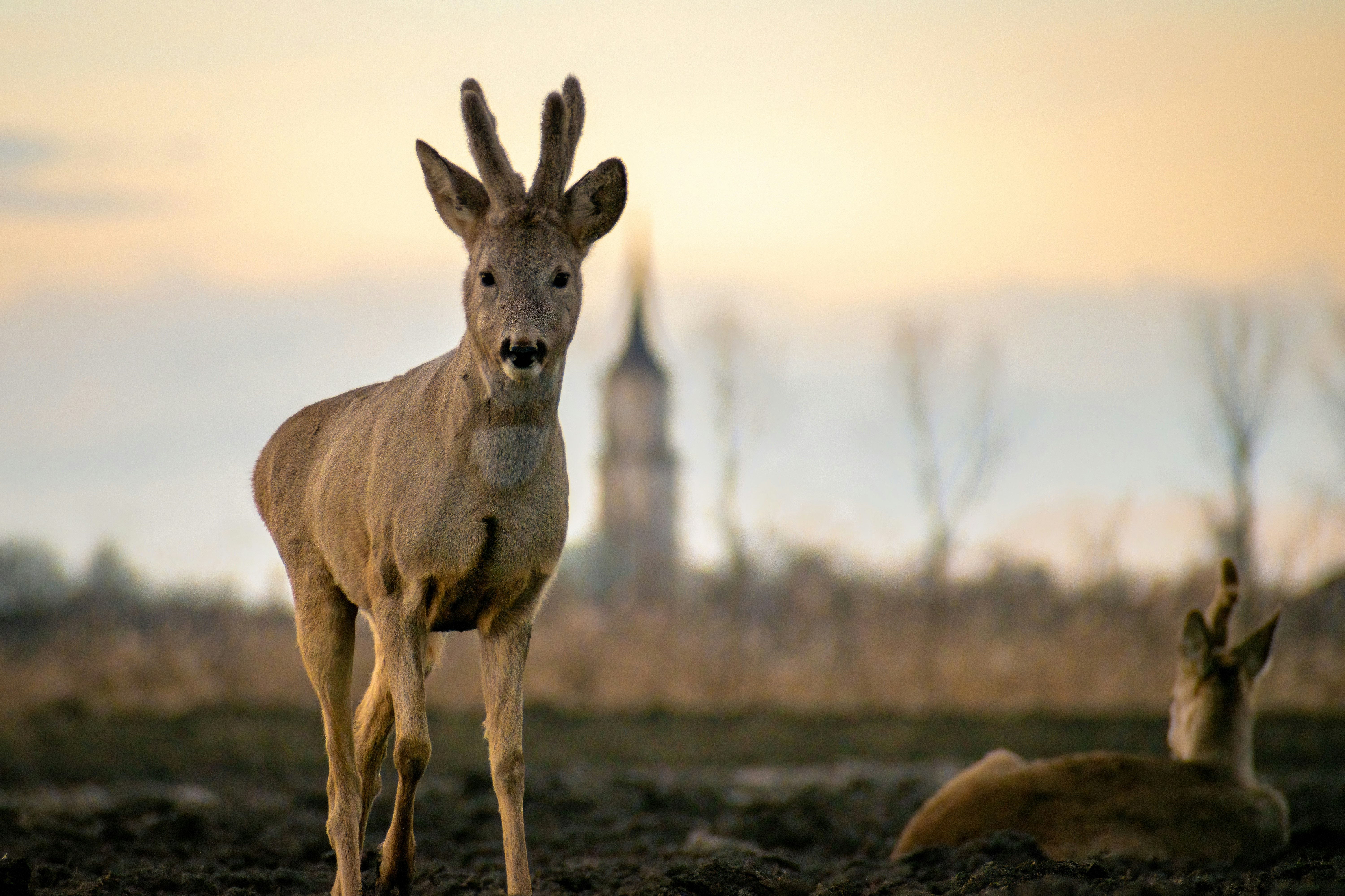 Una coppia di cervi in piedi in cima a un campo sterrato
