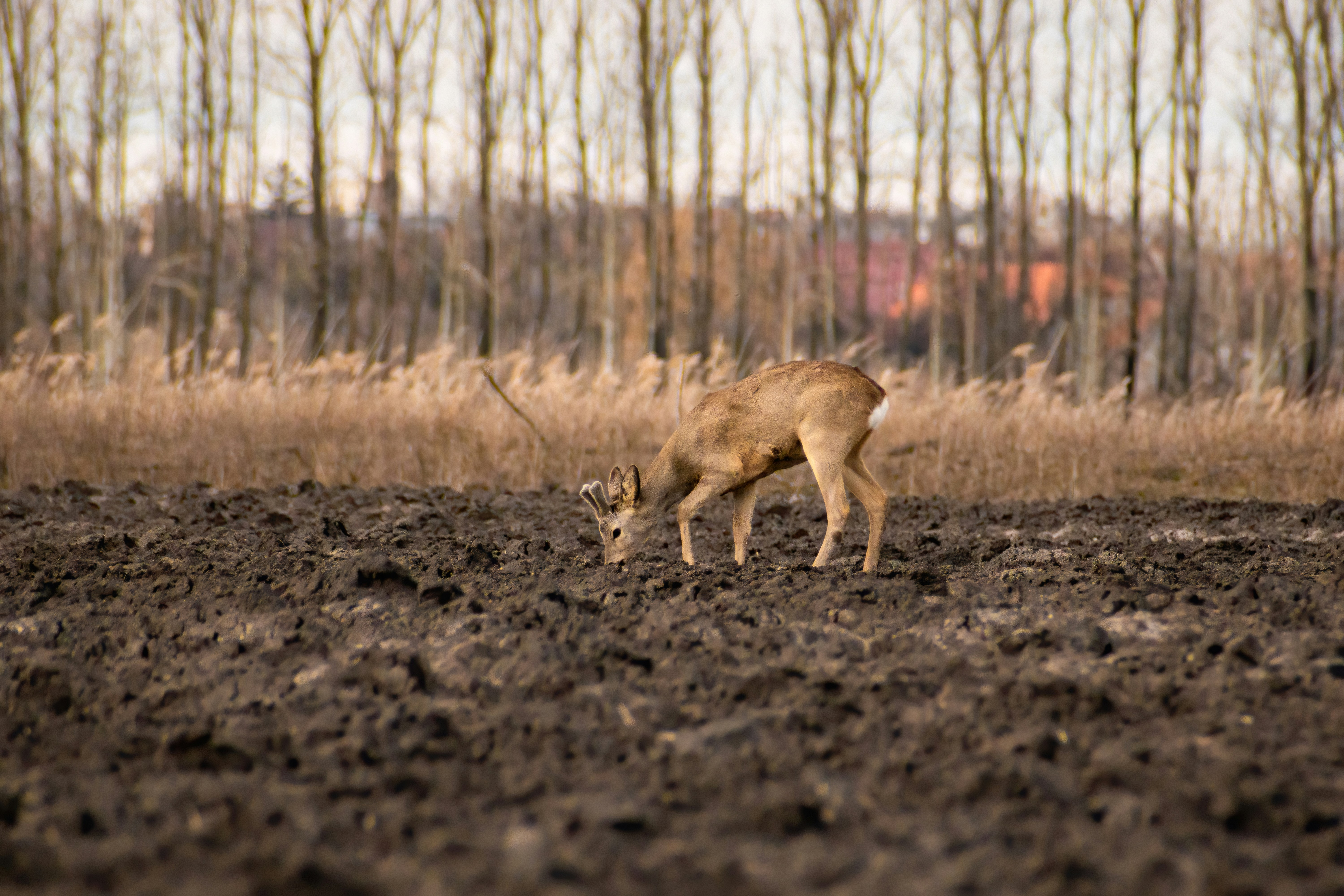 un piccolo animale in piedi in cima a un campo di terra