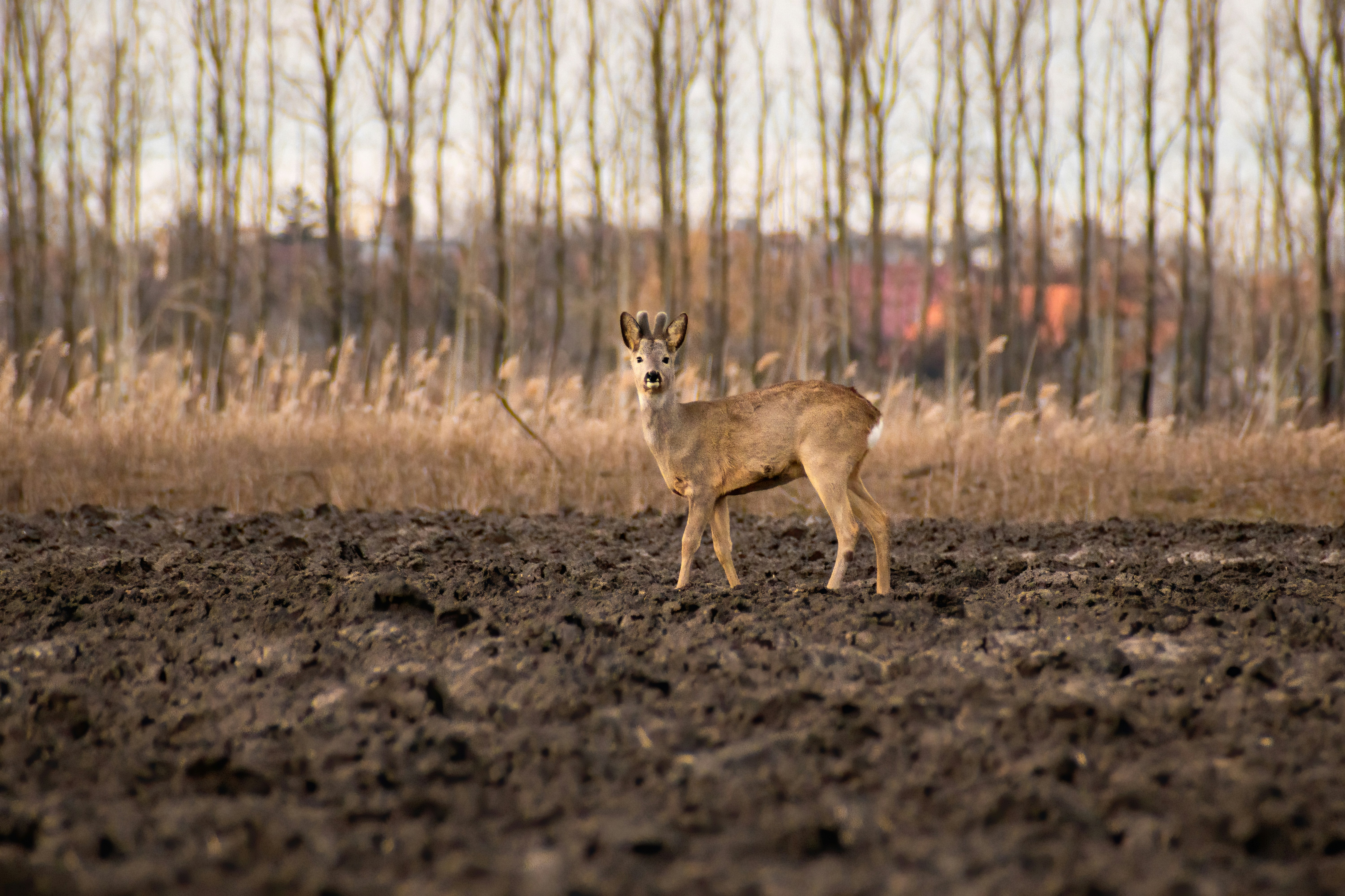 Un cervo in piedi in mezzo a un campo