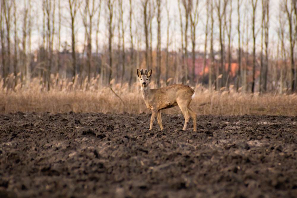 a deer standing in the middle of a field