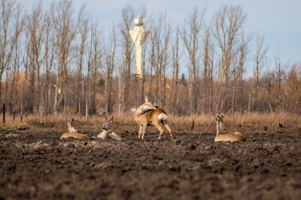 a herd of deer laying on top of a dirt field