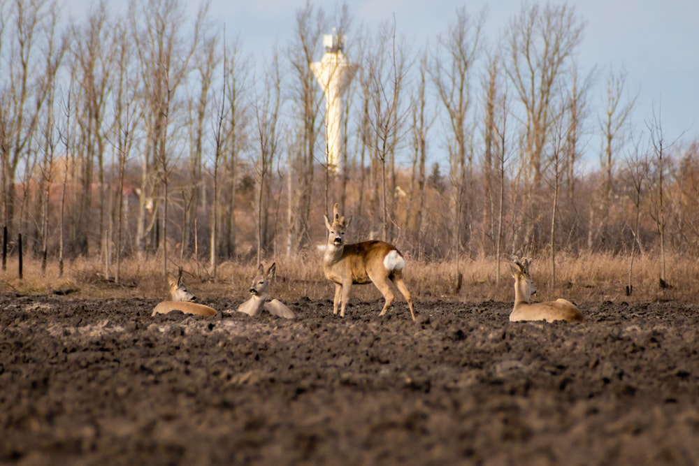 a herd of deer standing on top of a dirt field